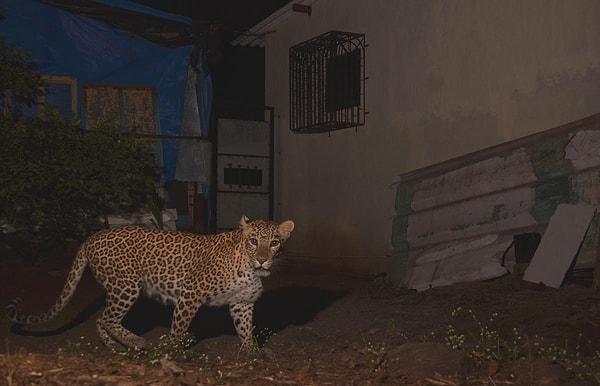 Hindistan'ın Mumbai kentine bağlı Goregaon'da çekilen bir dizinin setine leopar girdi.