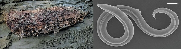 PLOS Genetics makalesinde ifade edildiği gibi, bulgular, nematodların potansiyel olarak jeolojik zaman ölçeklerinde yaşamı askıya alabildiği mekanizmalara sahip olduğunu göstermekte.