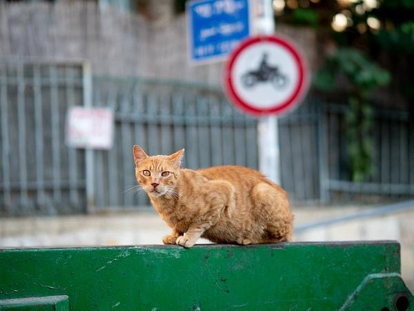 İngiltere'de yaşayan bir adam, bir sokak kedisinin ısırması sonucunda daha önce bilinmeyen bir enfeksiyon kaptı.