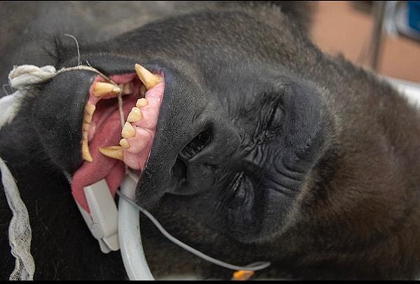 Bahsi geçen gorilin anestezi etkisindeki görüntüleri ise sosyal medyada viral oldu.