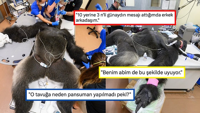 Kardeşiyle Kavga Ederken Yaralanan Gorilin Ameliyat Sırasındaki Fotoğrafları Goygoyculardan Nasibini Aldı