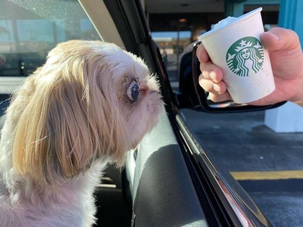 9. "Köpeğimi Starbucks'ta Puppichinos ile besledim, arabada gaz kaçırdıktan sonra öldü..."