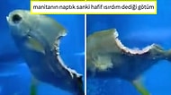 'Ölme Karabaş'tan Hallice Olmasına Rağmen Yüzmeye Devam Eden Balığa Birbirinden Komik Yorumlar