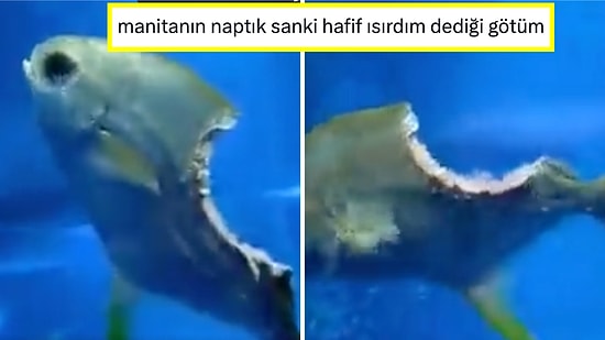 'Ölme Karabaş'tan Hallice Olmasına Rağmen Yüzmeye Devam Eden Balığa Birbirinden Komik Yorumlar