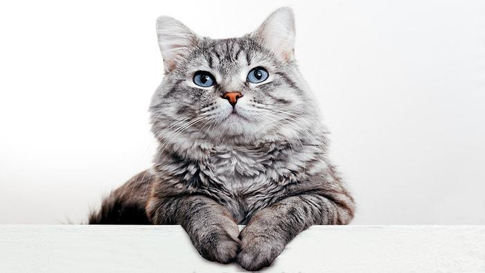 Kedilerde Aşırı Kiloluluk Oranı Hızla Yükseliyor: Araştırmalara Göre Son 10 Yılda %169 Artış Gözlendi!