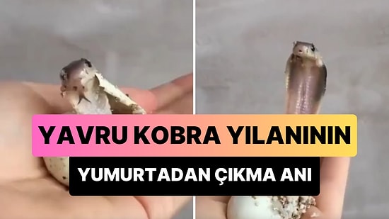 Bir Yavru Kobra Yılanının Yumurtasından Çıktığı Anları Gösteren Görüntüler Viral Oldu