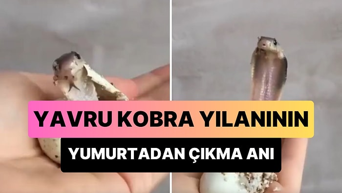 Bir Yavru Kobra Yılanının Yumurtasından Çıktığı Anları Gösteren Görüntüler Viral Oldu