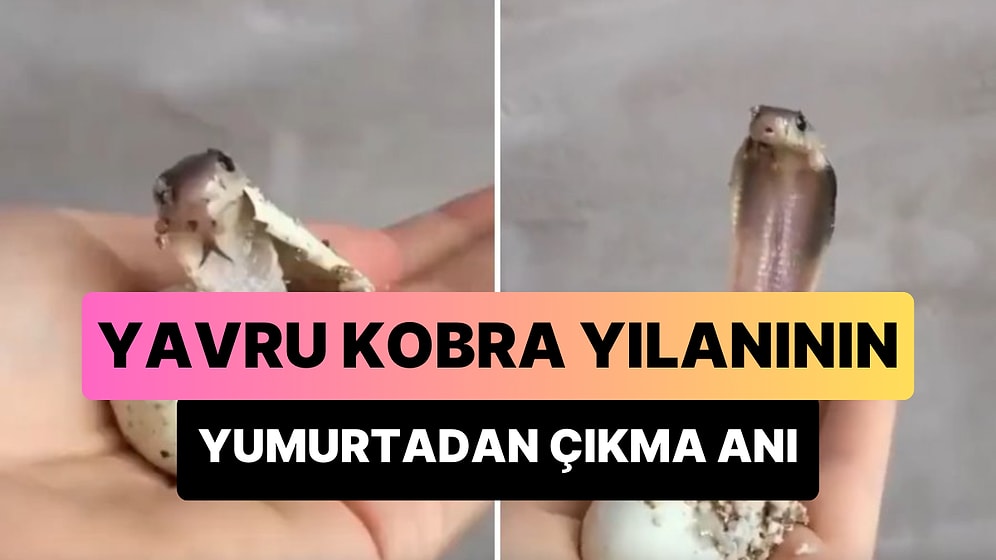 Bir Yavru Kobra Yılanının Yumurtasından Çıktığı Anları Gösteren Görüntüler Viral Oldu