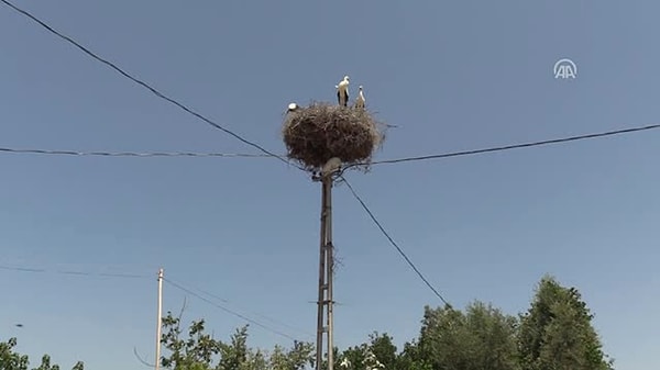 Enerji dağıtım şirketi her yıl ağustos ayında bölgeden geçen yüzlerce leyleğin elektrik akımına kapılarak zarar görmesi nedeniyle bu yıl iki ilçenin birçok köyüne elektrik verilen şebekelerde kesintiye gitti.