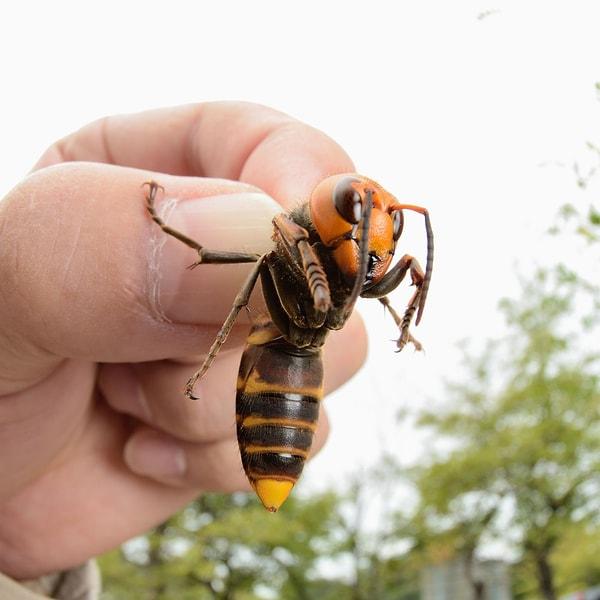 Diğer arılara kıyasla büyük görünümleri ile dikkat çeken Japon arıları, "dev arı" veya "dev böcek" olarak da anılır.