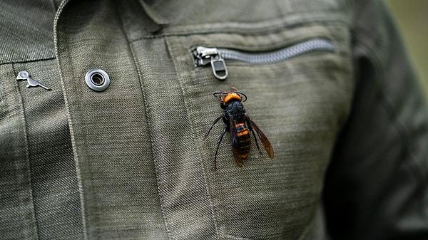 "Katil eşek arısı" olarak da nam salan dev Japon arısı ile tanışın: Bu arılar isimlerinin hakkını veriyor...