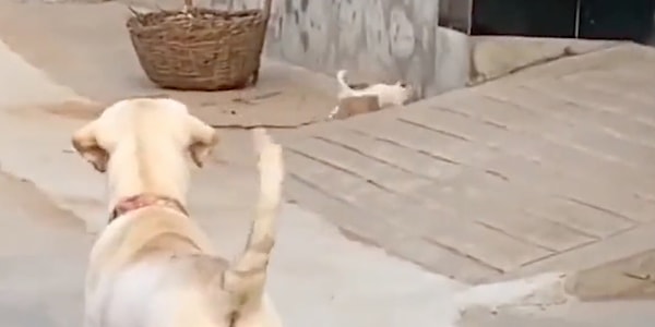 Bir anda yavrularını dışarda gören anne köpek, yavrularına doğru koştu.