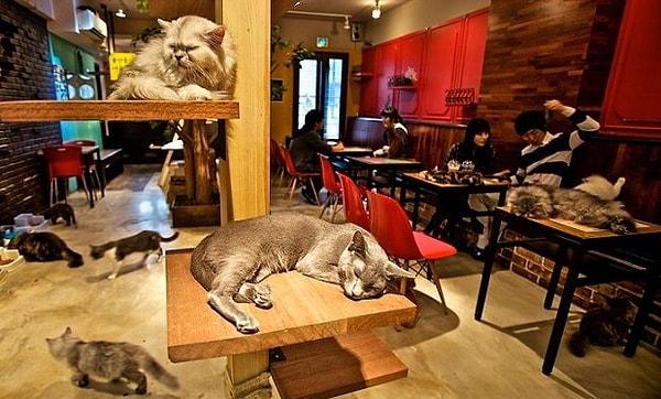 Tourist Attractions and Cat Cafes
