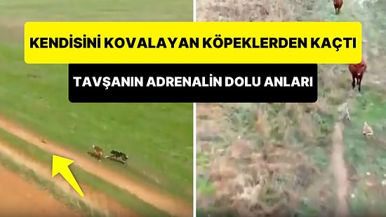 Kendisini Kovalayan 2 Köpekten Hayatı Pahasına Kaçan Tavşanın Adrenalin Dolu Anları