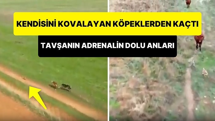 Kendisini Kovalayan 2 Köpekten Hayatı Pahasına Kaçan Tavşanın Adrenalin Dolu Anları