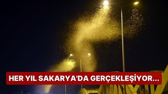 Her Yıl Sakarya'da Gerçekleşiyor... Milyonlarca Kelebeğin Ölüm Dansı Kamerada