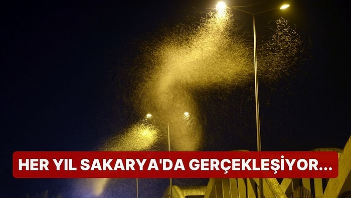 Her Yıl Sakarya'da Gerçekleşiyor... Milyonlarca Kelebeğin Ölüm Dansı Kamerada