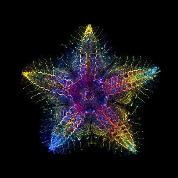 15. Deniz yıldızının sinir sistemi 👇