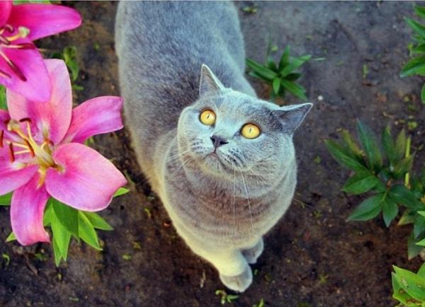 7. Evde kediniz varsa, eve zambak getirmeyin çünkü kediniz bu çiçekten zehirlenebilir.
