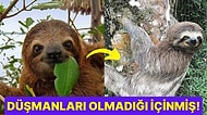 Hayvanlar Aleminin En Hareketsiz Üyelerinden Biri Olan Tembel Hayvanların Yavaş Olmasının Nedenleri
