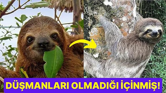 Hayvanlar Aleminin En Hareketsiz Üyelerinden Biri Olan Tembel Hayvanların Yavaş Olmasının Nedenleri