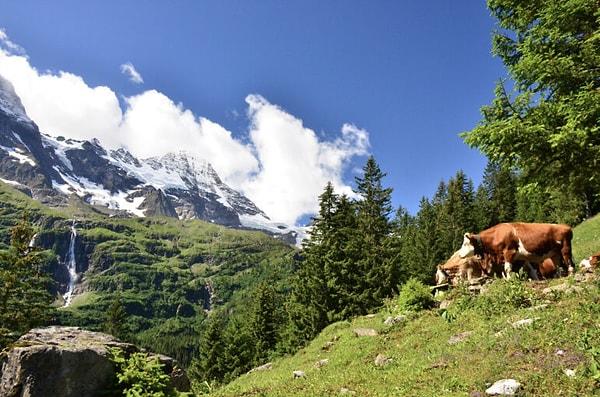 7. Alplerdeki çiftçiler koyunlarını her yıl geç Taş Devri'nden beri kullanılan aynı yoldan yüksek otlaklara götürüyor.
