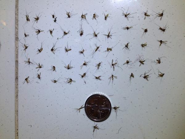 Gates Foundation'ın kurucusu Bill Gates, "En Ölümcül 10 Hayvan " adlı bir yazısında sivrisineklerin ölümcül etkilerini ele almıştı.