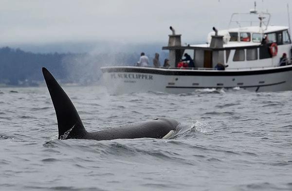 9. Tekne batıran katil balinalar diğer balinalara da nasıl yapıldığını gösteriyor.