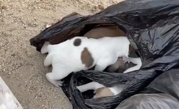 Bir kaç kat çöp poşetine konularak çöpe atılmış çok sayıda köpek bulundu.