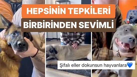 Hem Yaptıranları Hem İzleyenleri Aşırı Rahatlatan Kayroprakti Tedavisini Köpeklere Uygulayan Fizyoterapist
