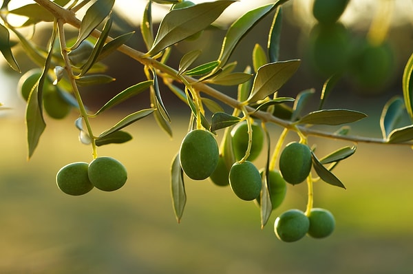 2. Olive Groves of the Aegean