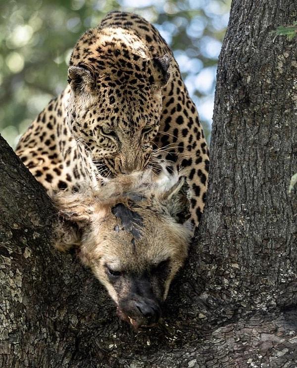 13. Sırtlan leşiyle beslenen yaşlı ve yorgun bir leopar: