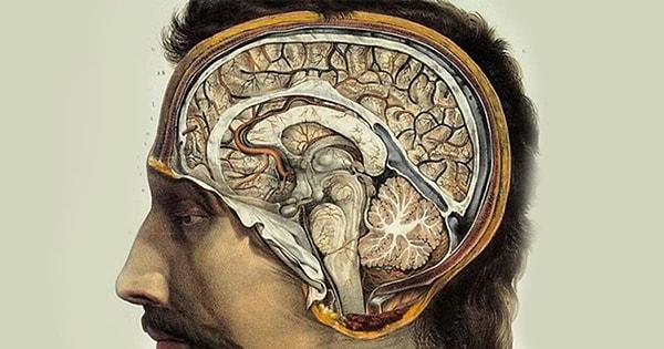 İnsan beyninin büyüklüğü hakkındaki muaama, bilim insanları tarafından pek çok araştırmaya konu oluyor.