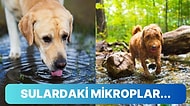 Uzmanlar Köpek Sahiplerini Sokaktaki Su Birikintileri Konusunda Uyardı