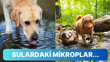 Uzmanlar Köpek Sahiplerini Sokaktaki Su Birikintileri Konusunda Uyardı