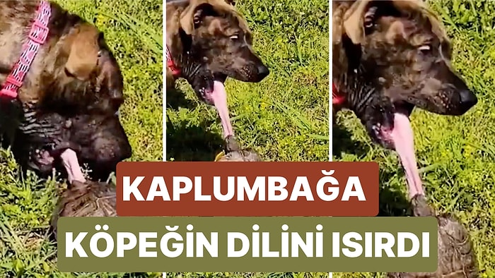 Kaplumbağa ile Oynamak İsterken Hiç Beklemediği Şekilde Saldırıya Uğrayan Köpeğin Güldüren Tepkisi