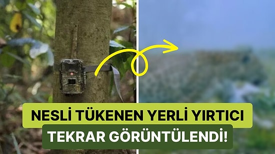 Nesli Tükendiği Söylenen Anadolu Parsı Fotokapan Teknolojisi ile Tekrardan Görüldü!