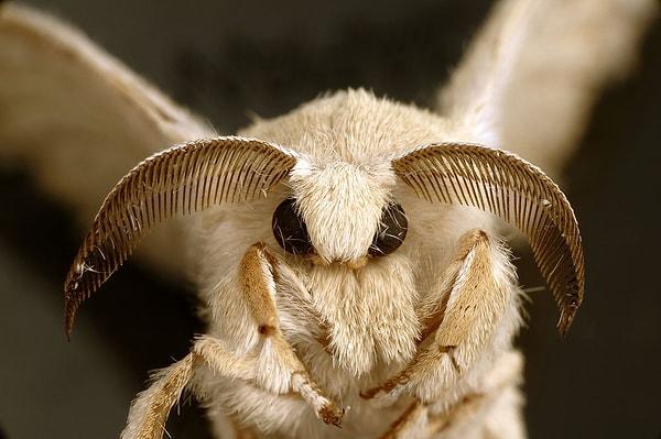 3. İpek böcekleri 5 bin yıl önce evcilleştirildikleri ve o zamandan beri insanların bakımında yaşadıkları için günümüzde insansız hayatta kalamaz hale geldiler.