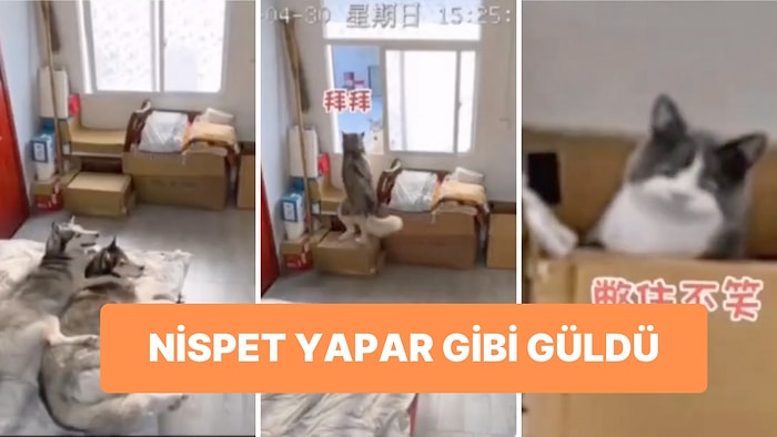 İşlenen Suçun Uyuyan Dostlarına Kalması İçin Saklanan Kedi ve Köpek Sizi Güldürürken "Yok Artık" Dedirtecek