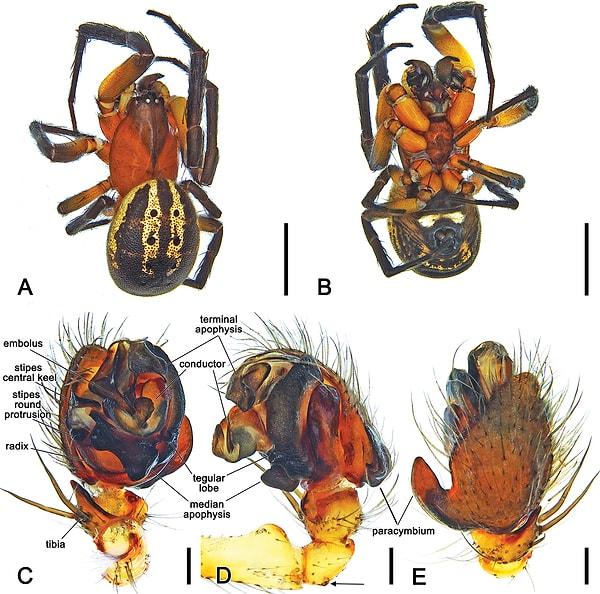 Evolutionary Systematics dergisinde yer alan makaleye göre yeni örümcek türü artık Venomius tomhardyi olarak isimlendirilecek.
