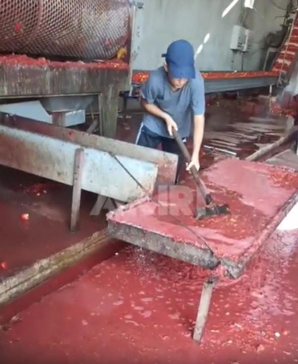 Konya'da faaliyet gösteren bir salça üretimi tesisine ait olduğu iddia edilen görüntülerki çalışanların hijyen kurallarından uzak görüntüleri gündem oldu.