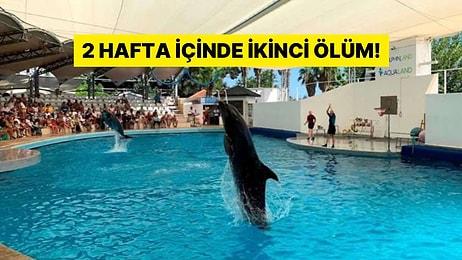 Eğlence Değil, Esaret Parkı! İkinci Ölüm: Antalya’daki Yunus Parkında Bir Deniz Canlısı Daha Yaşamını Yitirdi