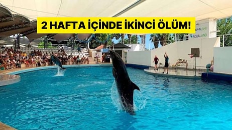 Eğlence Değil, Esaret Parkı! İkinci Ölüm: Antalya’daki Yunus Parkında Bir Deniz Canlısı Daha Yaşamını Yitirdi