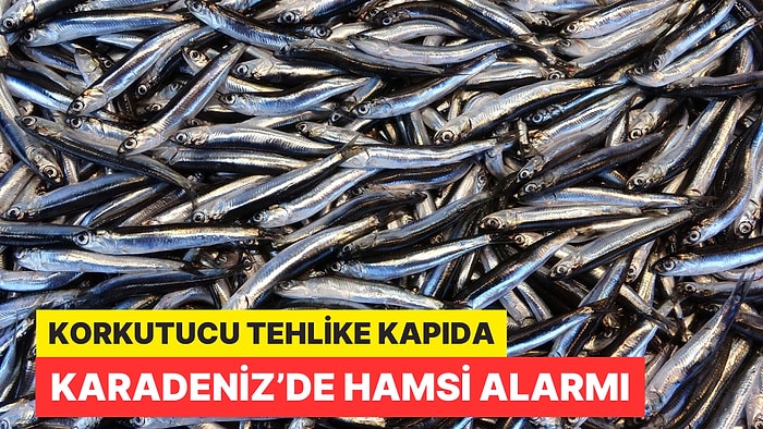 Korkutucu Tehlike Kapıda! Uzman Uyardı: 'Hamsi Avcılığı Tamamen Durdurulmalı'