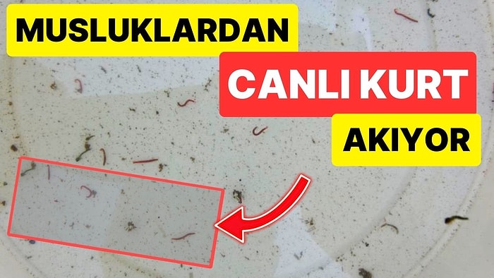 Kahramanmaraş Depreminden Etkilenen Adıyaman’da Musluklardan Kurt Akıyor!