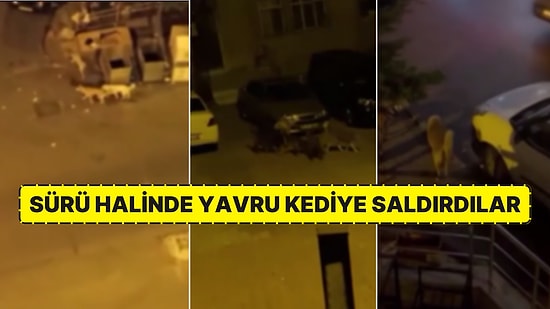 Sokak Köpekleri Hem Vatandaşa Hem de Diğer Hayvanlara Korku Dolu Anlar Yaşatıyor