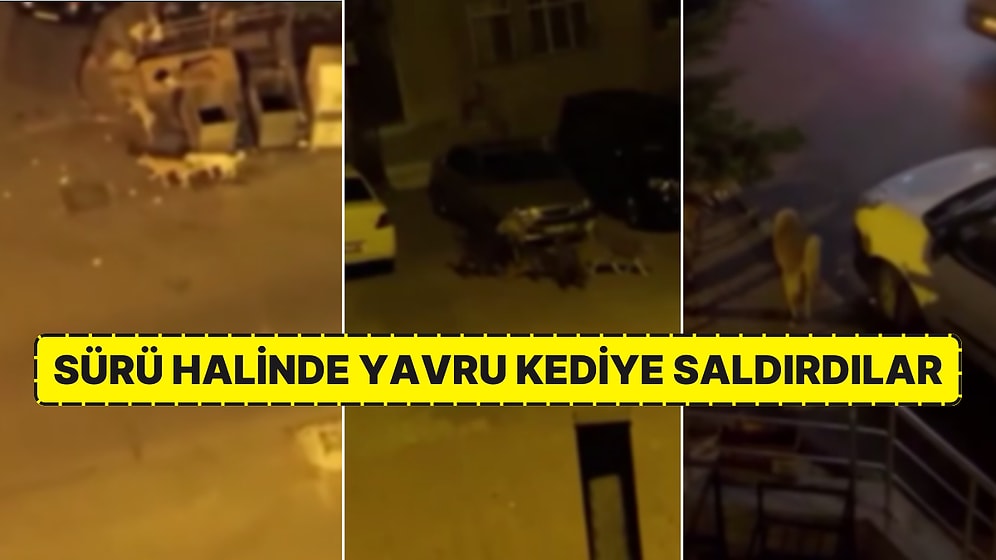 Sokak Köpekleri Hem Vatandaşa Hem de Diğer Hayvanlara Korku Dolu Anlar Yaşatıyor