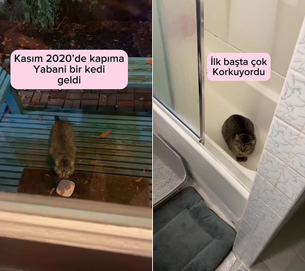 İsmi Bruce olan kedi, ilk başta oldukça vahşi davranırken sevgi ile zaman içerisinde yumuşadı.