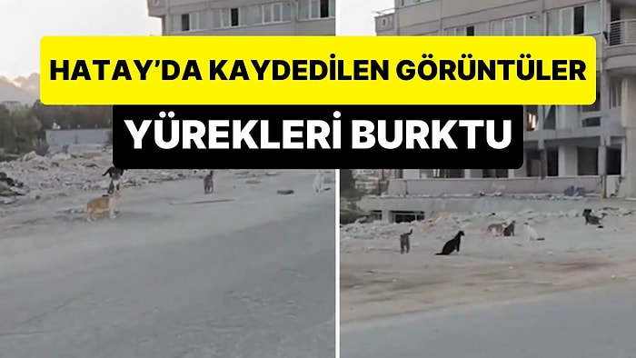 Hatay'da Kaydedilen Görüntüler Yürekleri Burktu: Yıkılan Binaların Ardında Sadece Kediler Kaldı