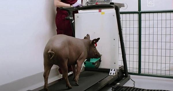 Daha önceki testlerde cihaz domuzlara yanlış pozisyonda yerleştirildi ve bu da ötenaziye yol açtı.